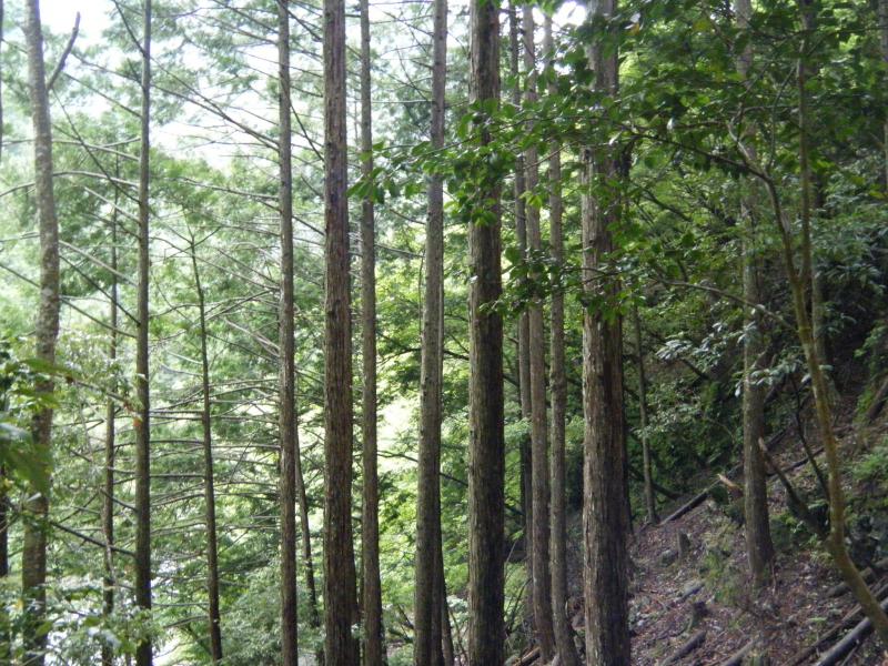 ヒノキ人工林