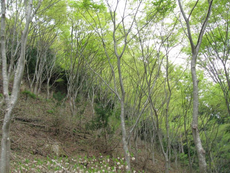 社会貢献の森（深山）