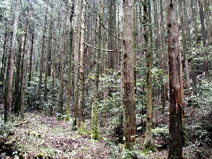 栃古谷