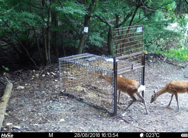 箱わなによるニホンジカ捕獲の様子