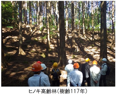 樹齢117年のヒノキ高齢林視察