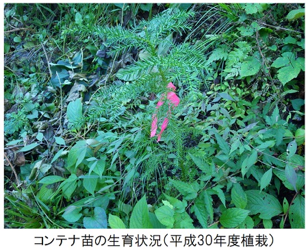 平成30年度植栽のコンテナ苗の生育状況