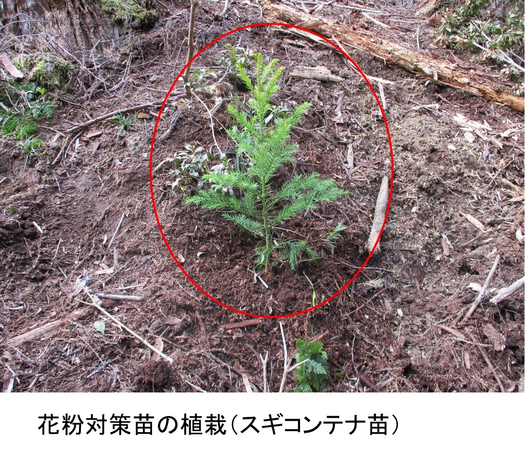 花粉対策苗の植栽