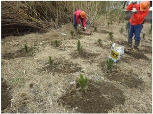 紀宝町植栽後の苗