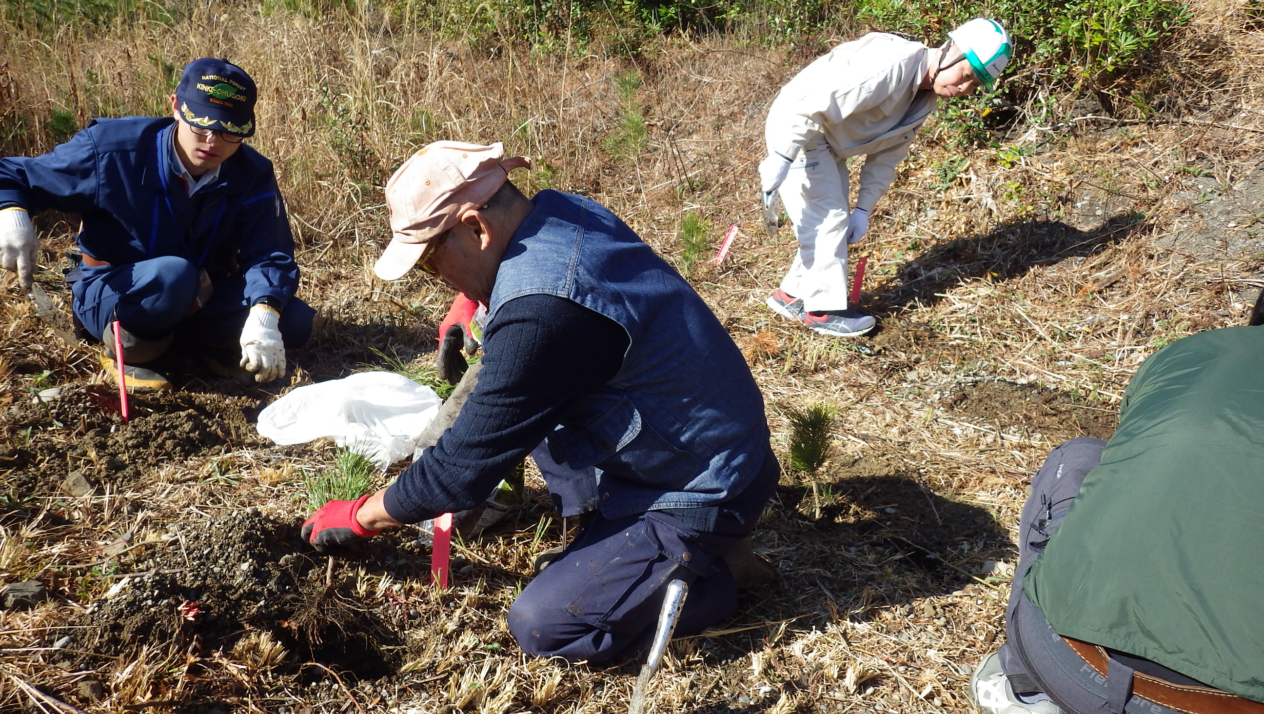 熊野会場での植栽作業のようす近景