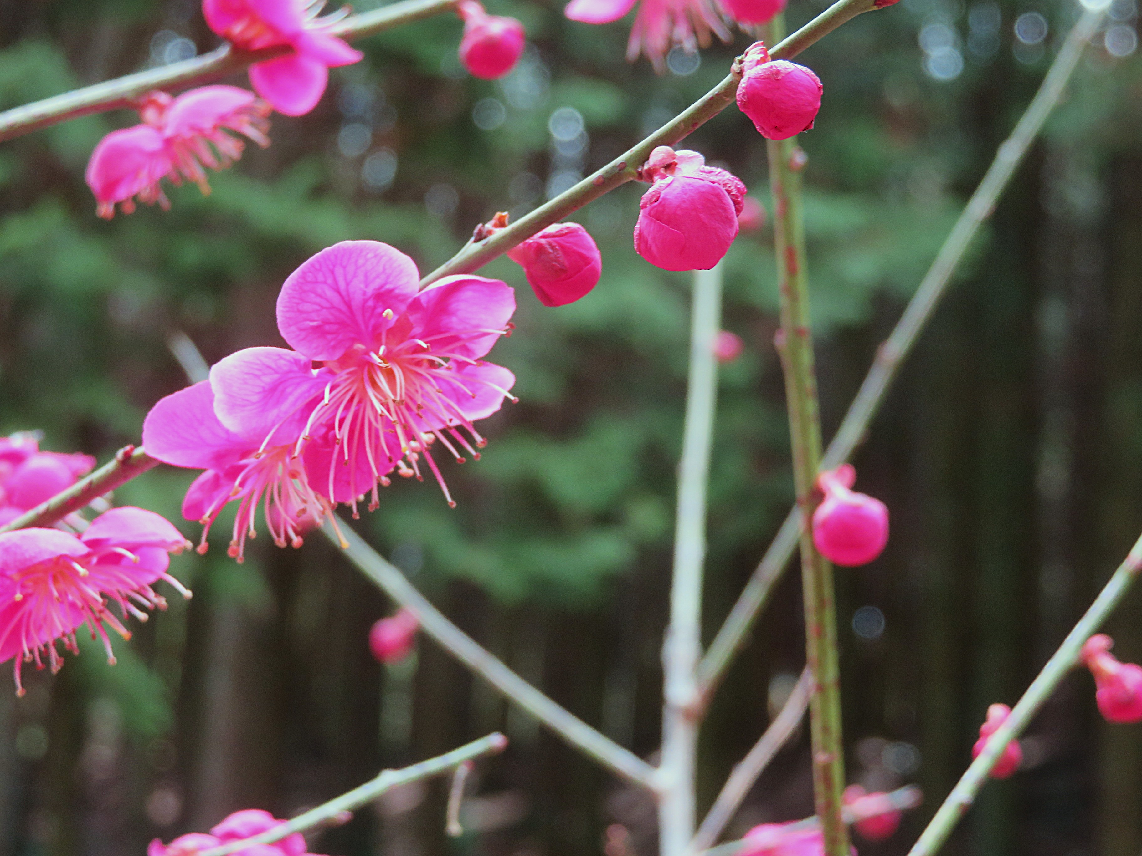 寒紅梅の花の様子