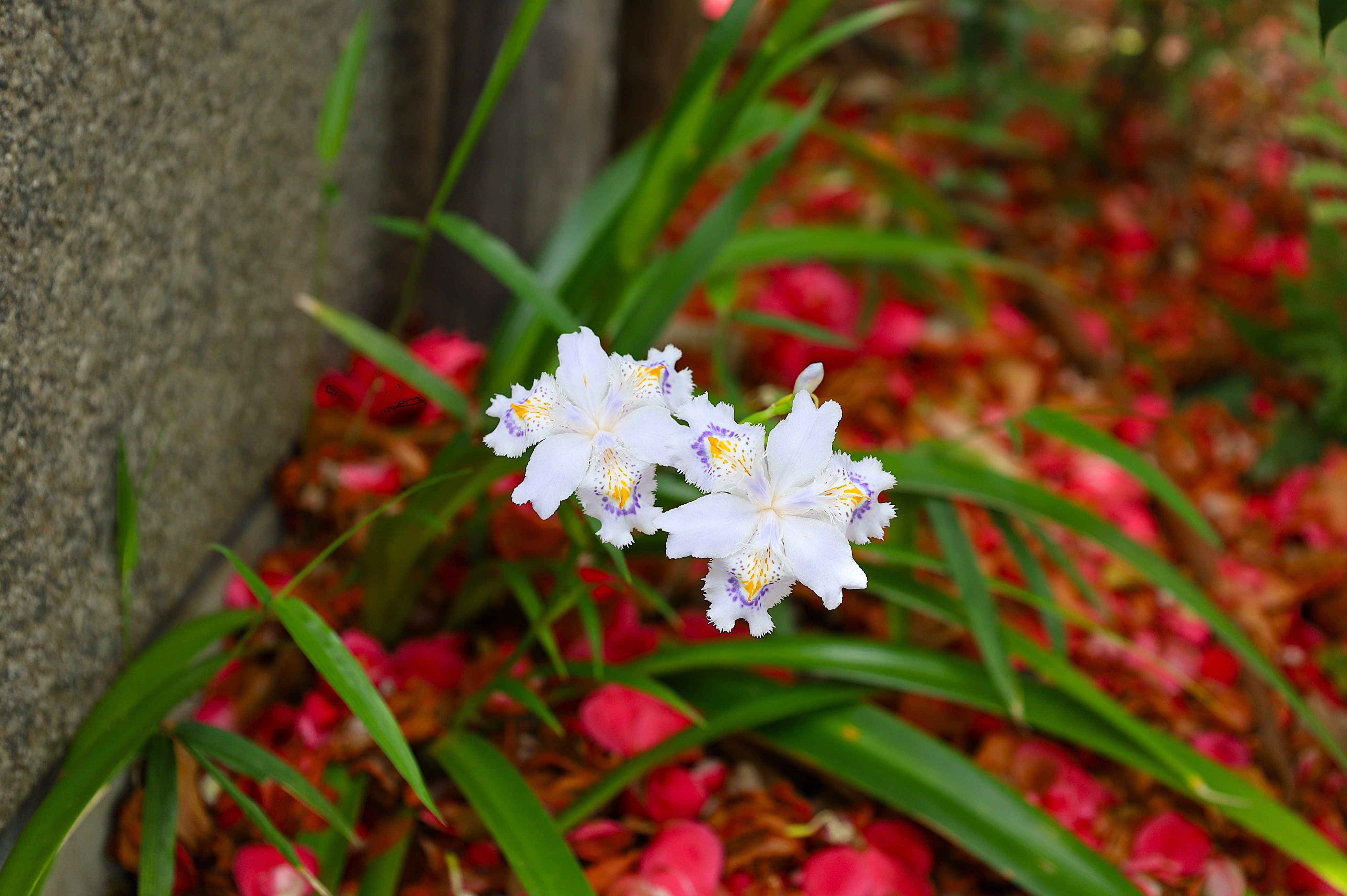木陰に佇むシャガの花（アヤメ科）