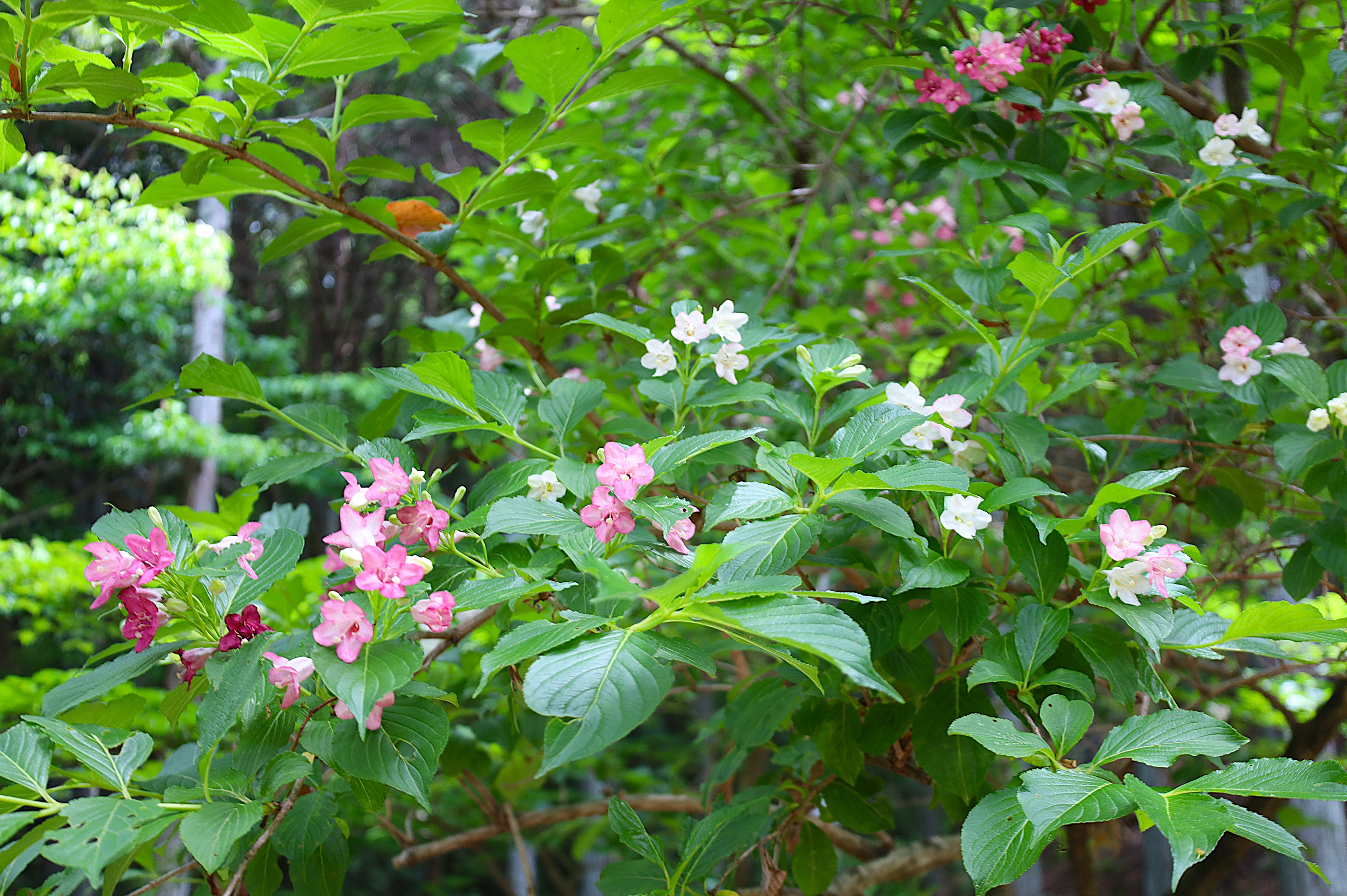 色鮮やかなハコネウツギの花