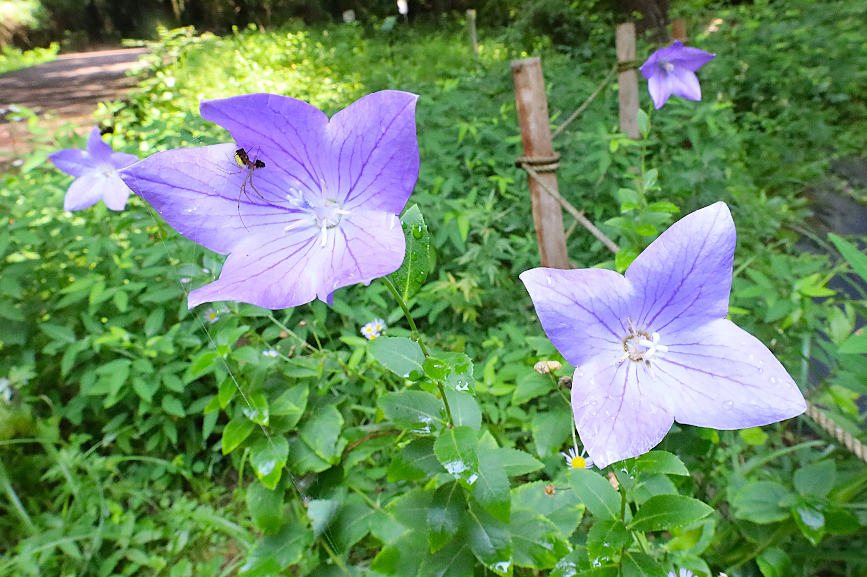 青紫色の星のような花キキョウ