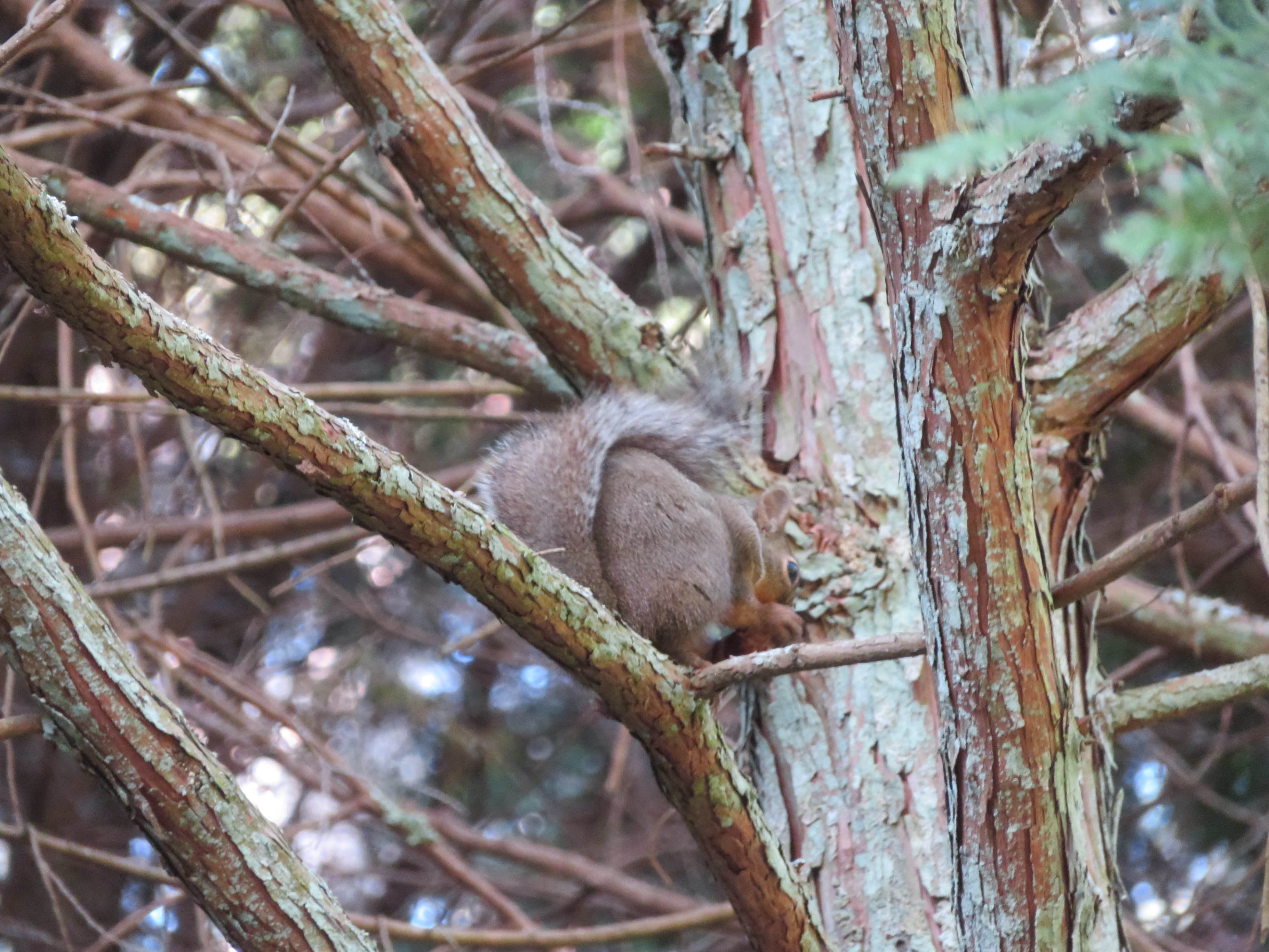 松ぼっくりをかじるリス