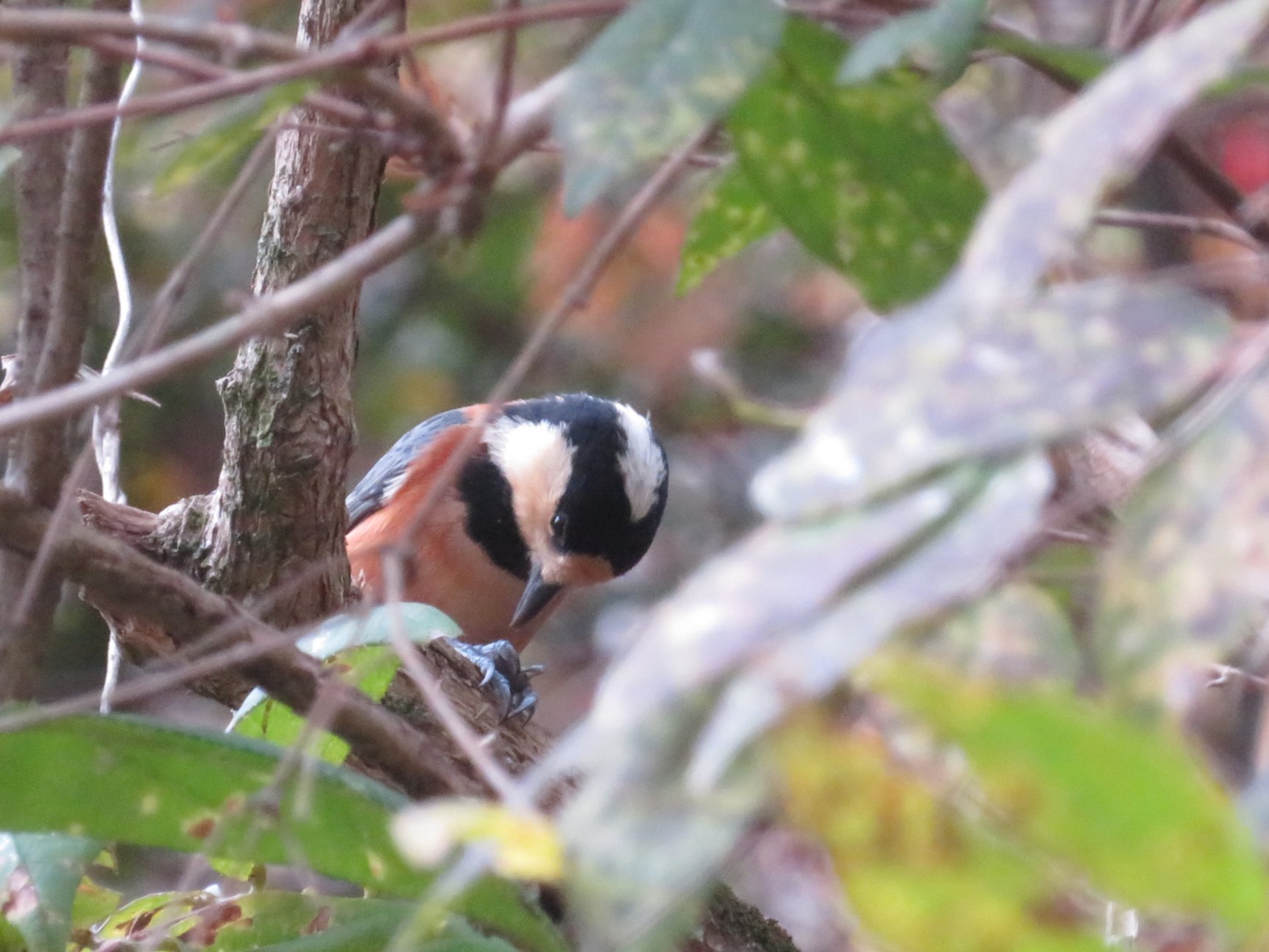 種を足で掴みながら食べるヤマガラ