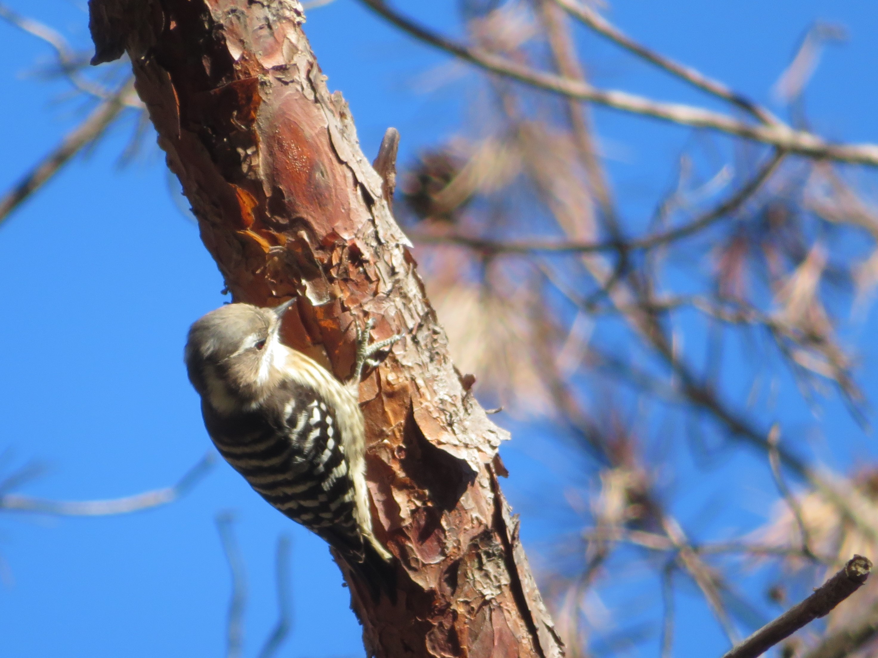 器用に木を登るコゲラ