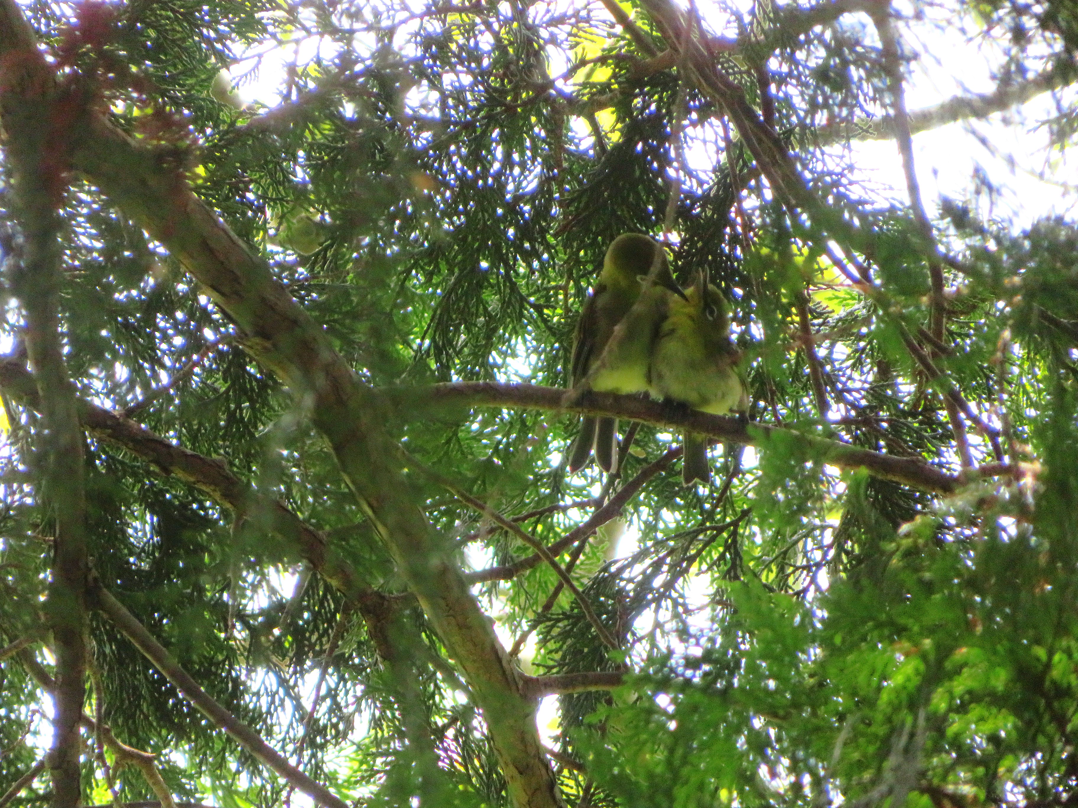 つがいで羽繕いをしあうメジロ