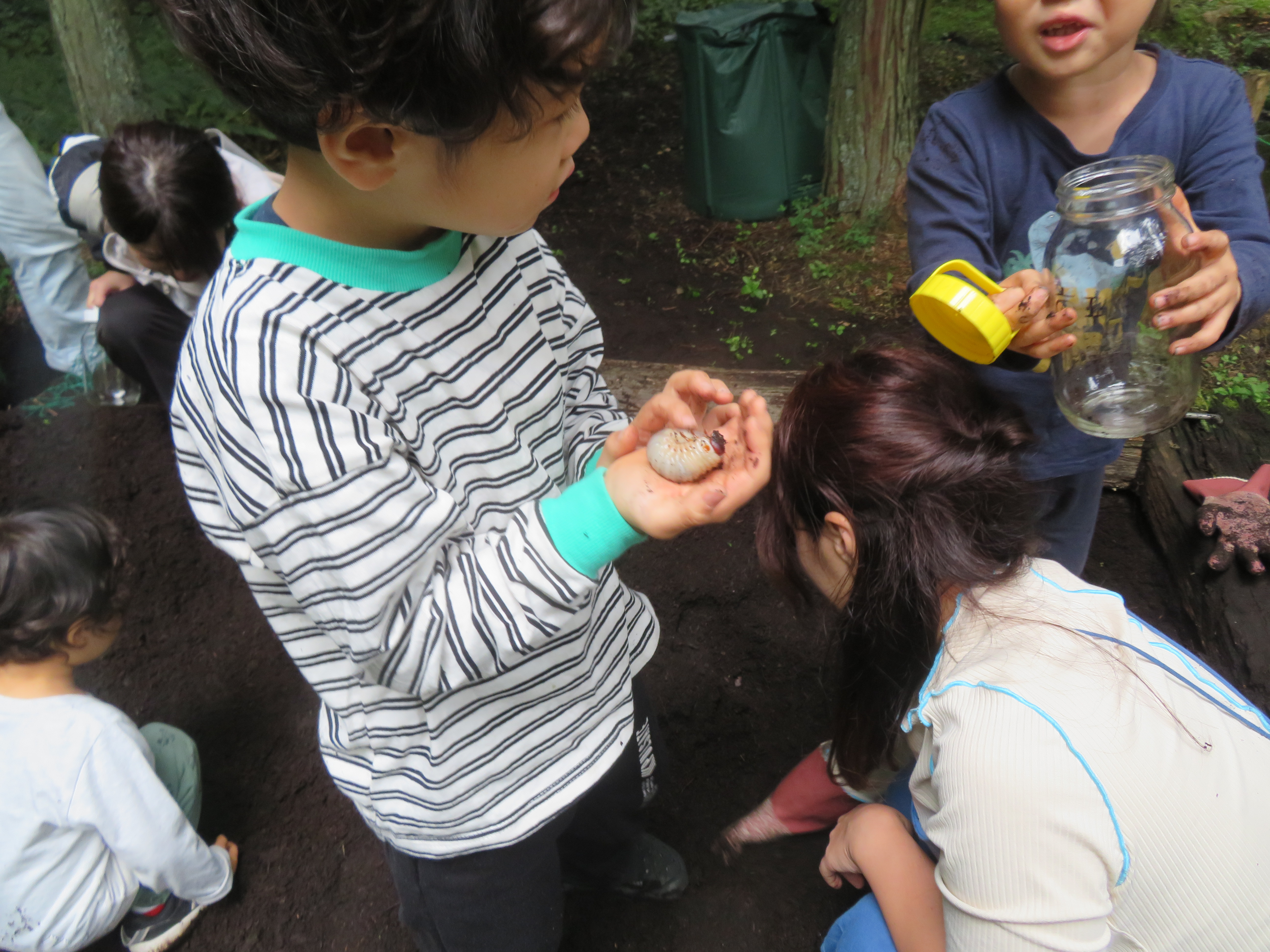 カブトムシの幼虫を探している様子