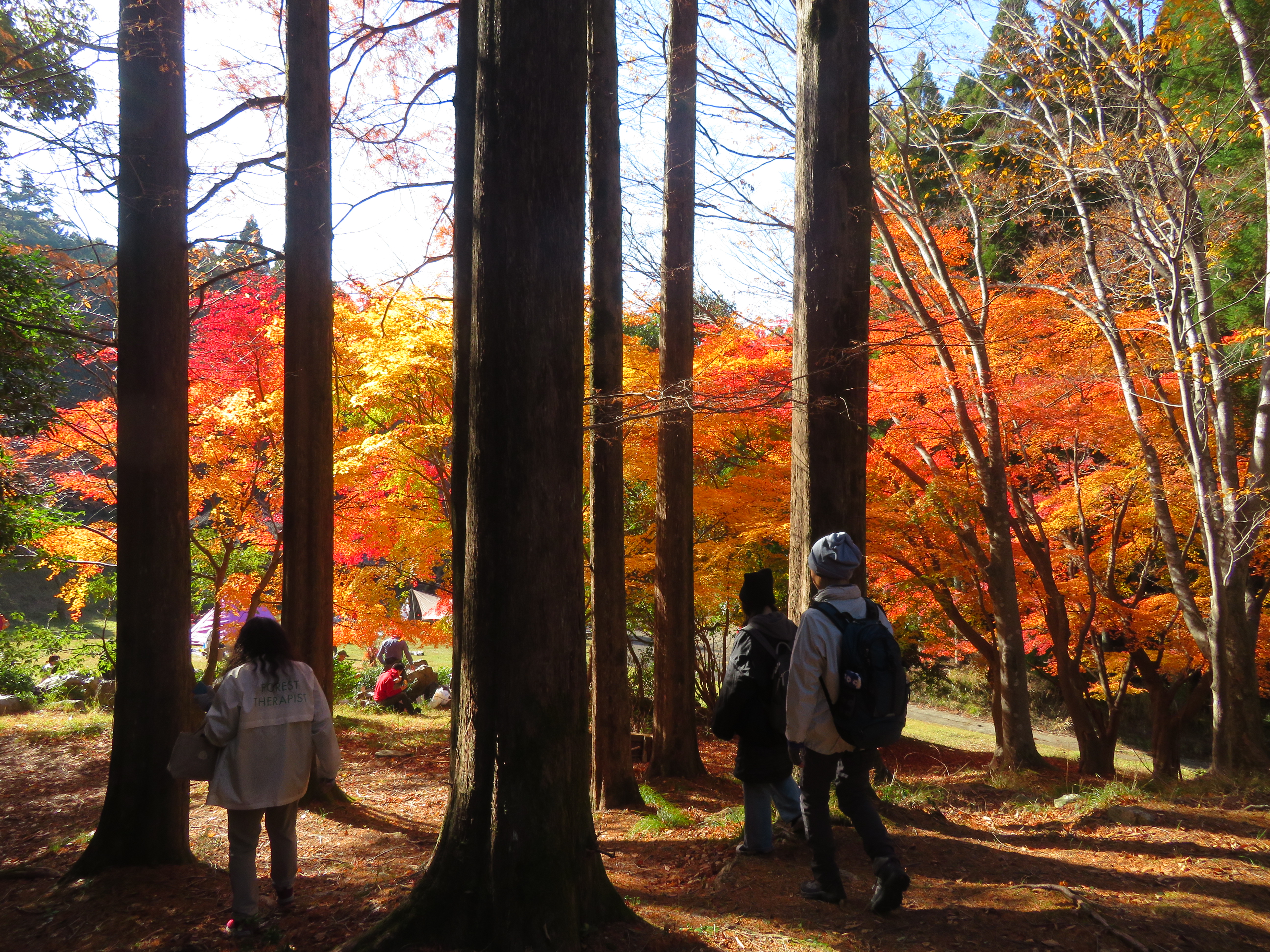 紅葉の林内を歩く様子