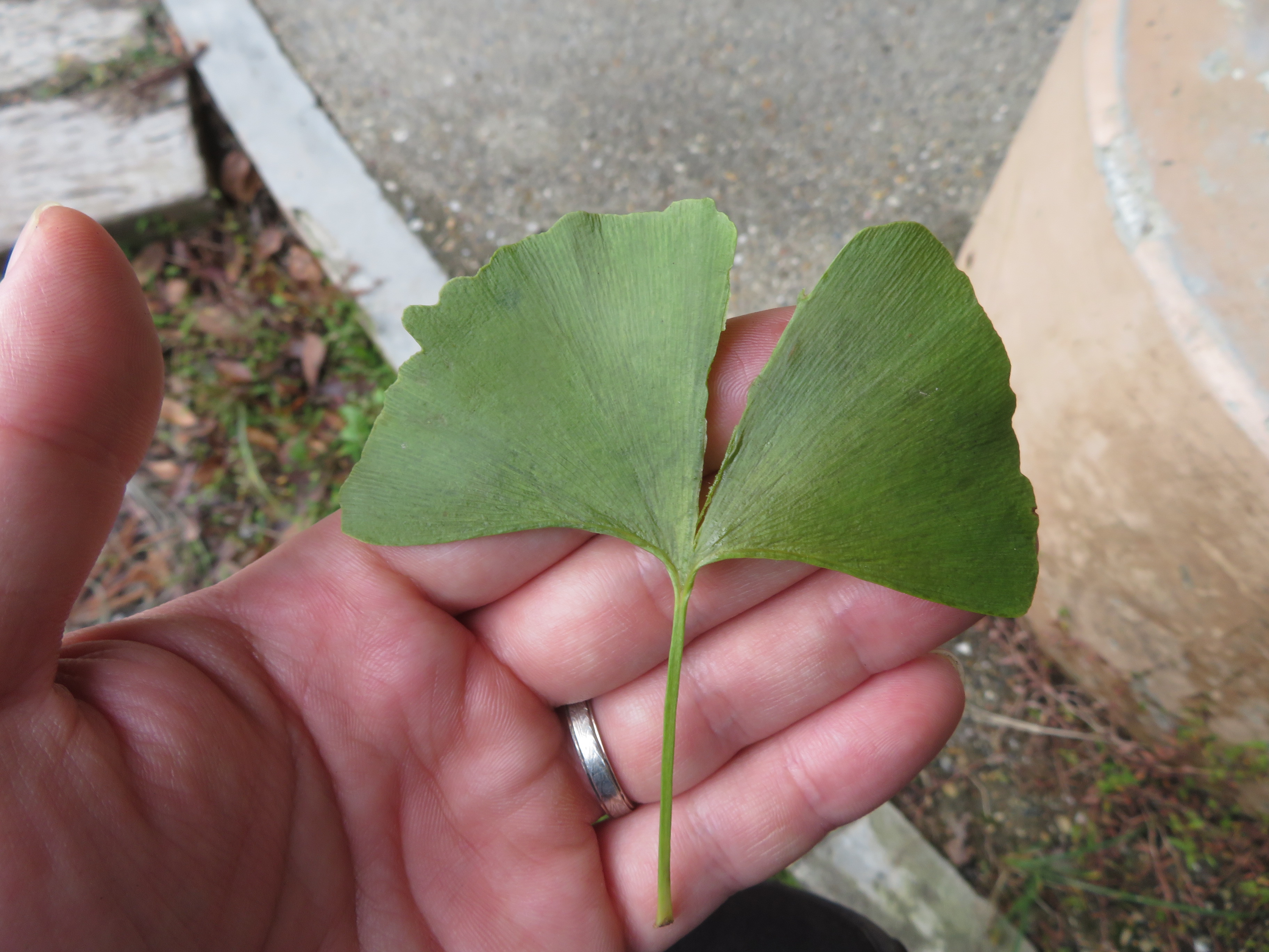 イチョウの葉を裂いている様子