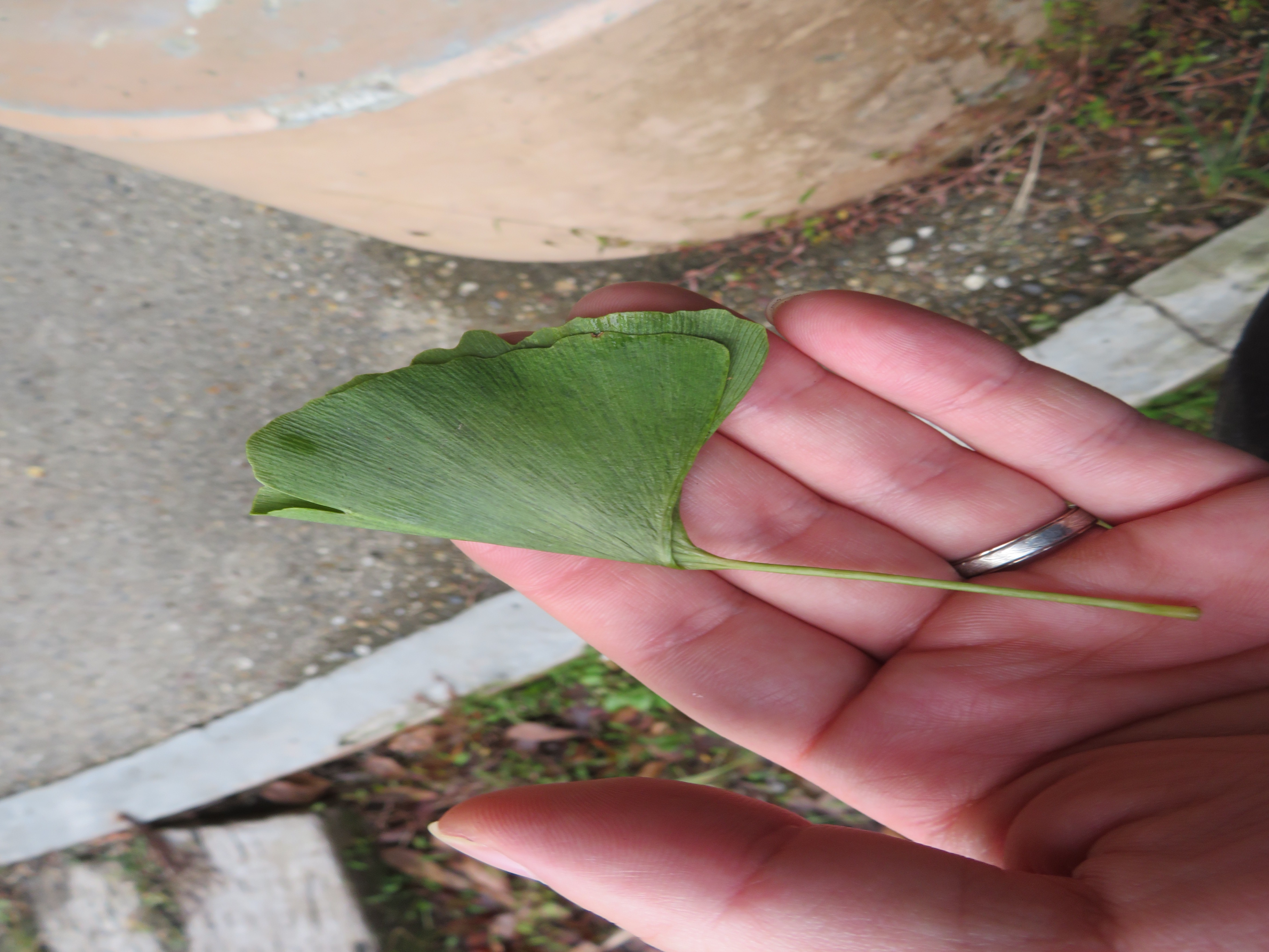 イチョウの葉を半分に折っている様子