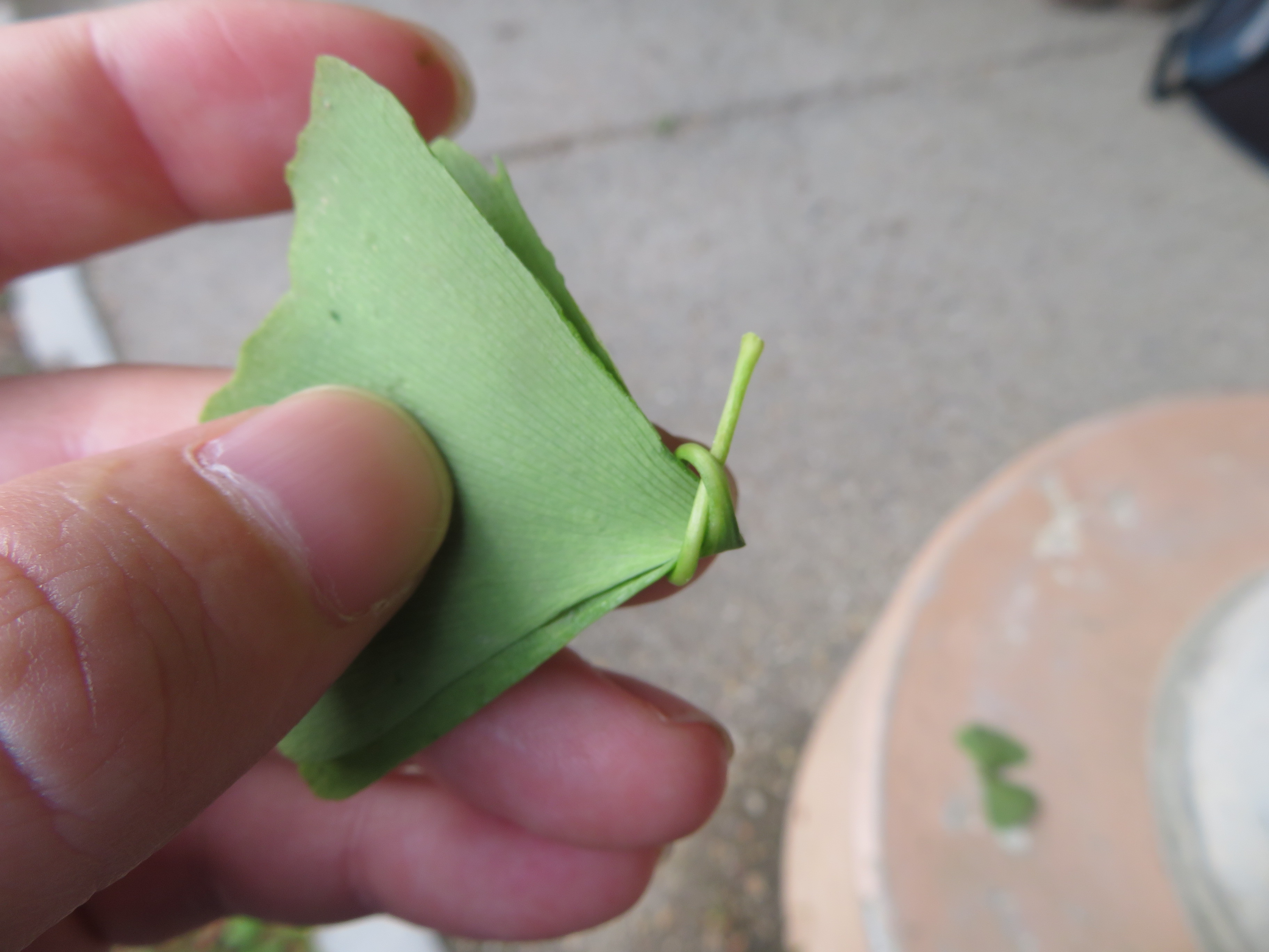 葉柄の部分でイチョウの葉を結んで固定している様子