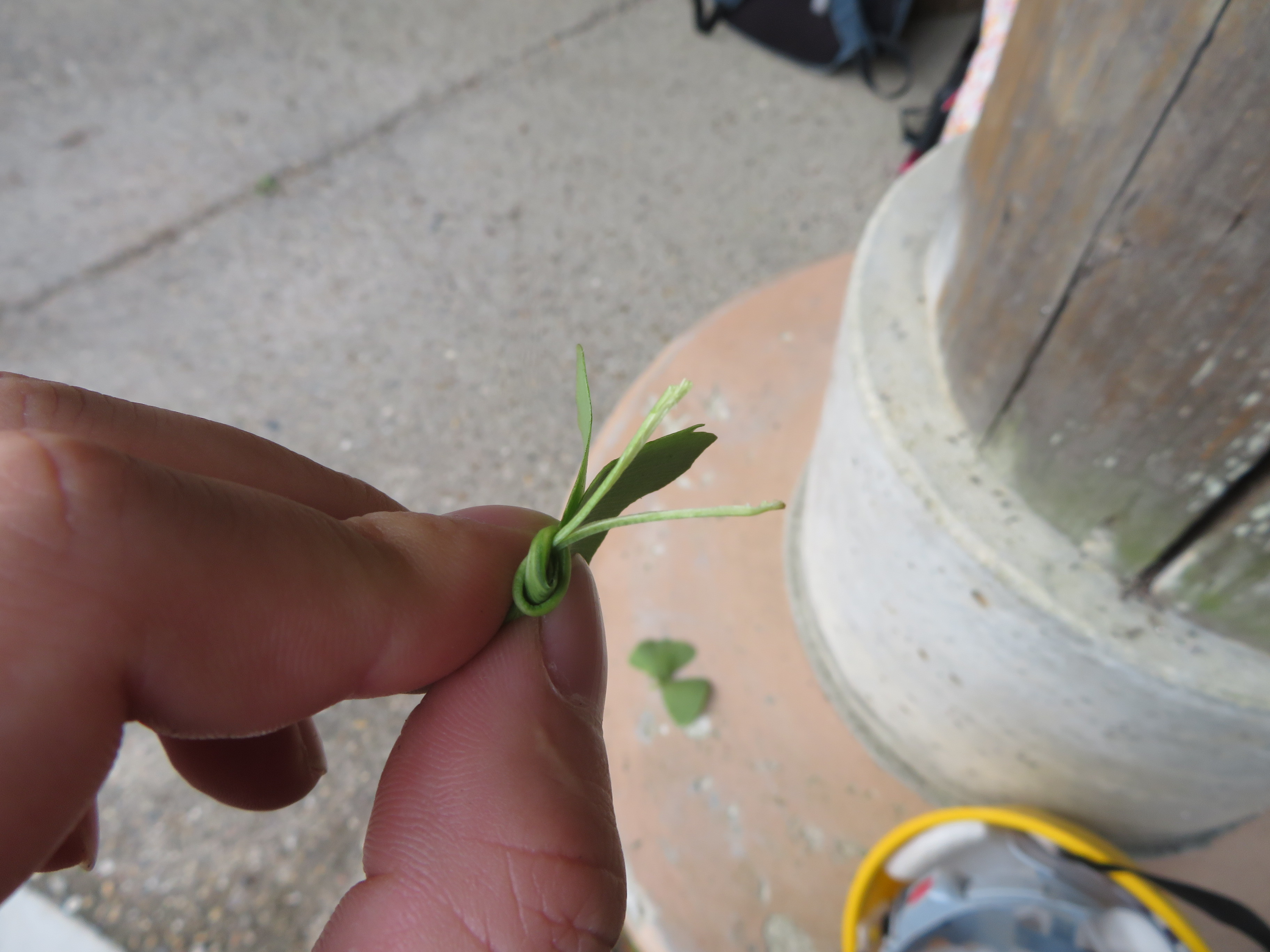 葉柄の先端を2つに裂いている様子