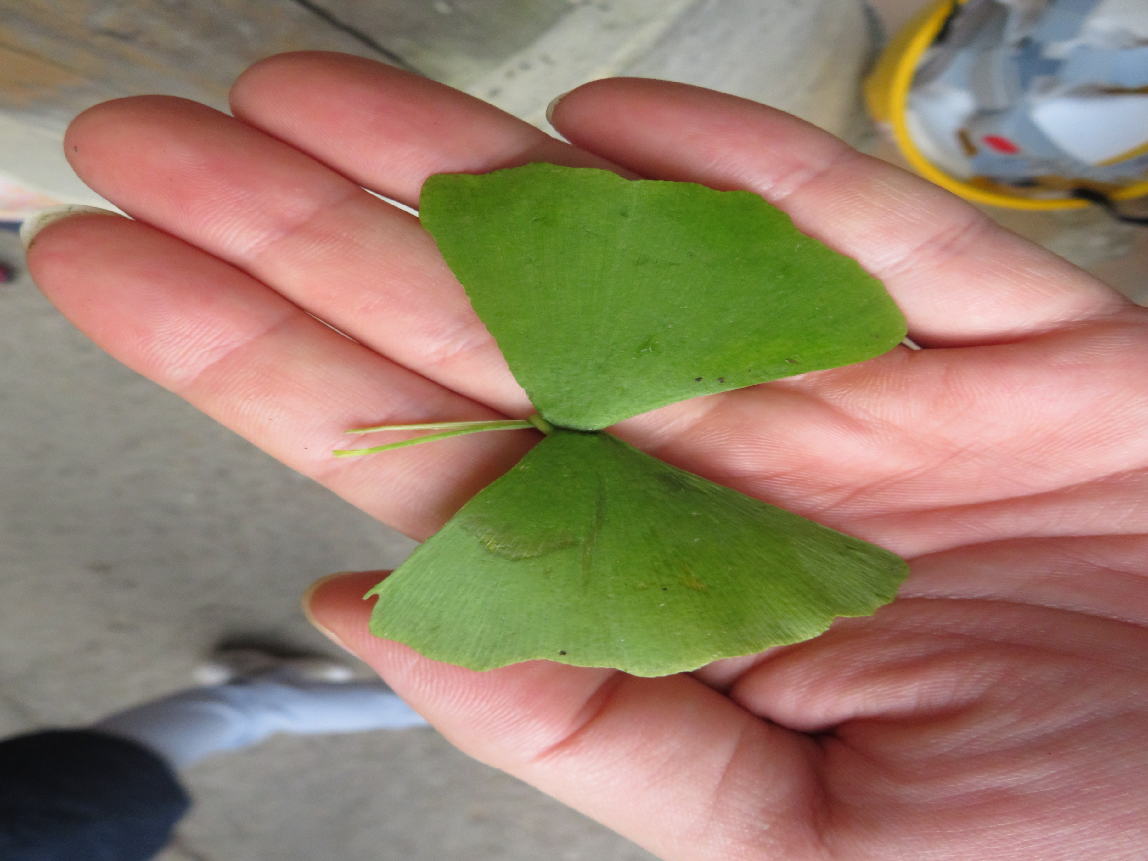 イチョウチョの完成品