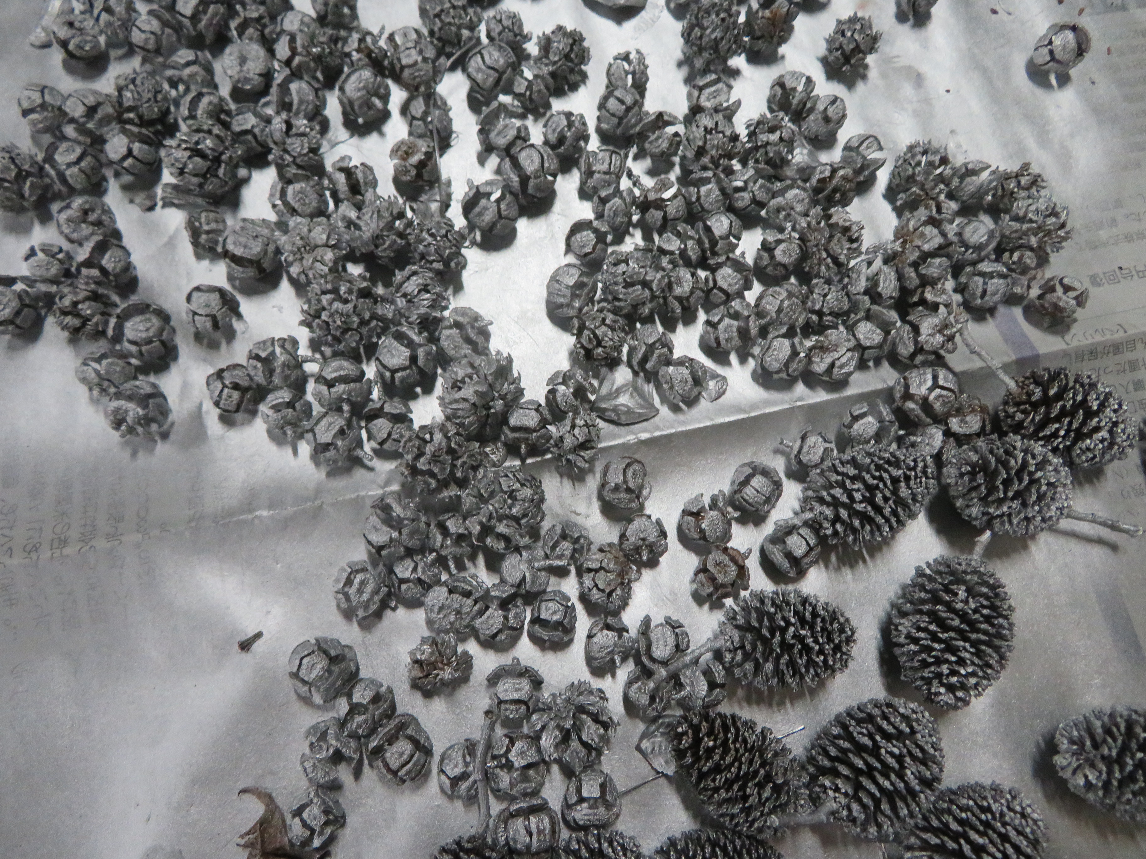 銀色に塗った木の実たちの様子