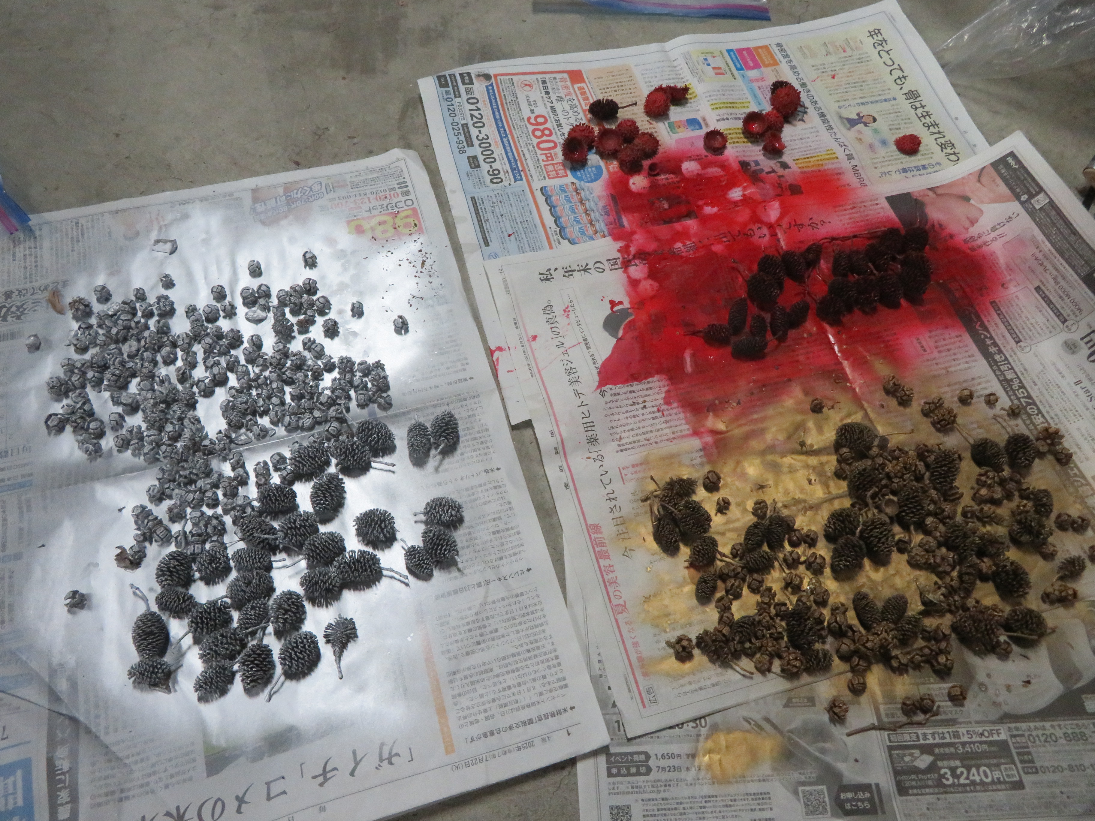 様々な色で塗っている木の実たちの様子