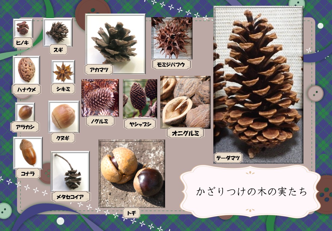 様々な木の実の紹介画像