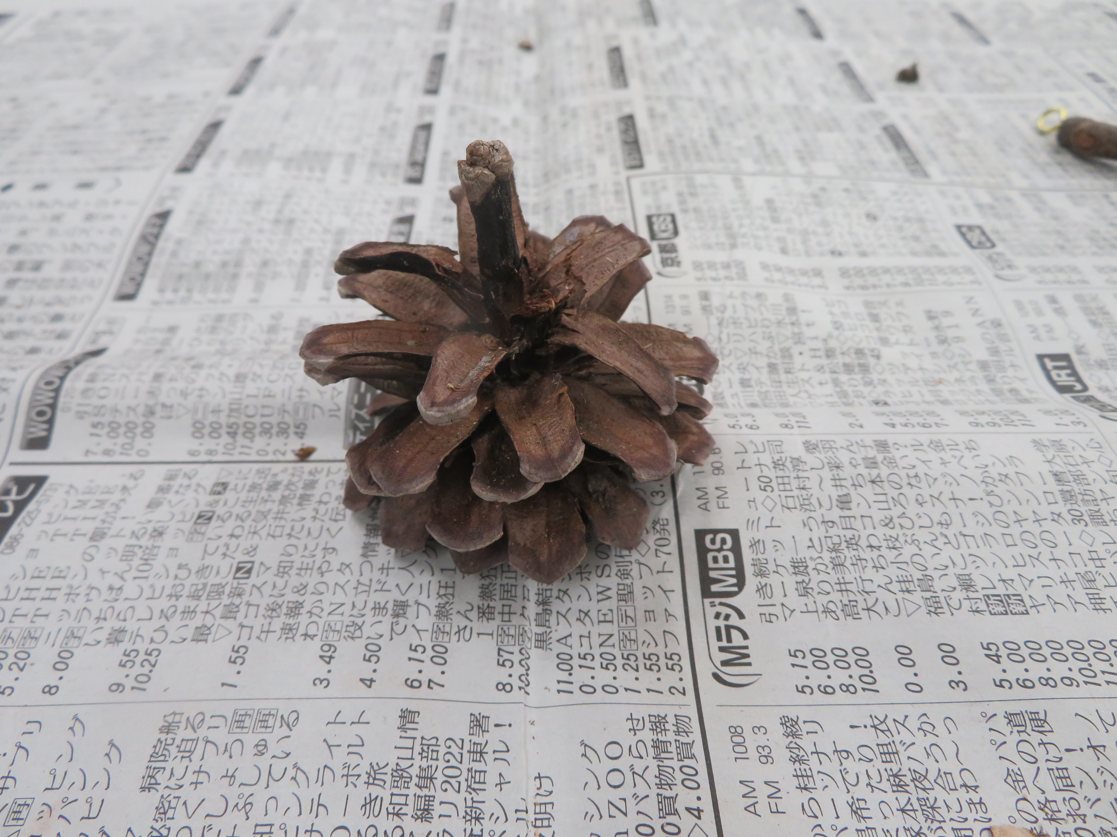 加工前の松ぼっくりの様子