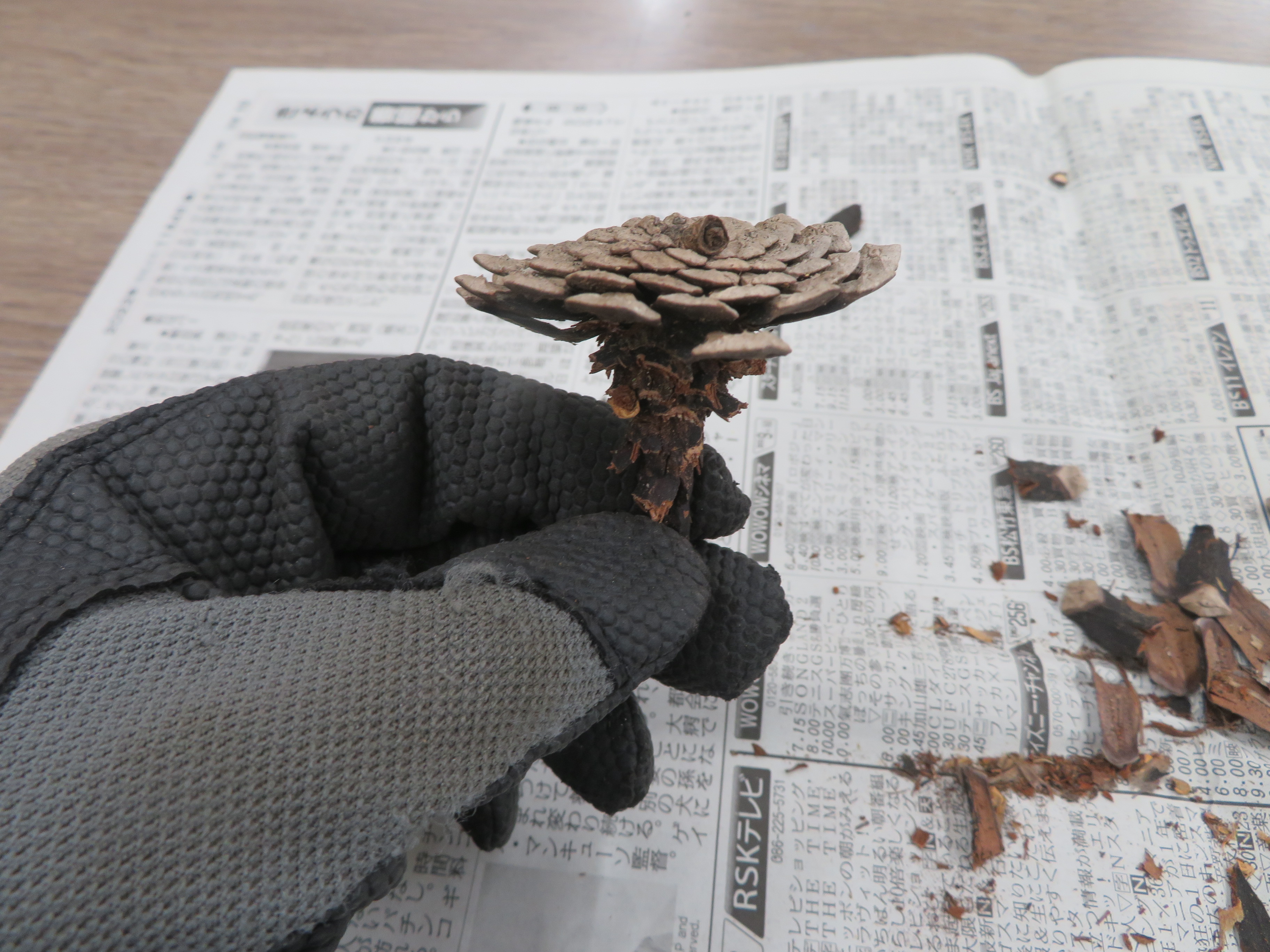 鱗片をはがした松ぼっくりを下から見た様子