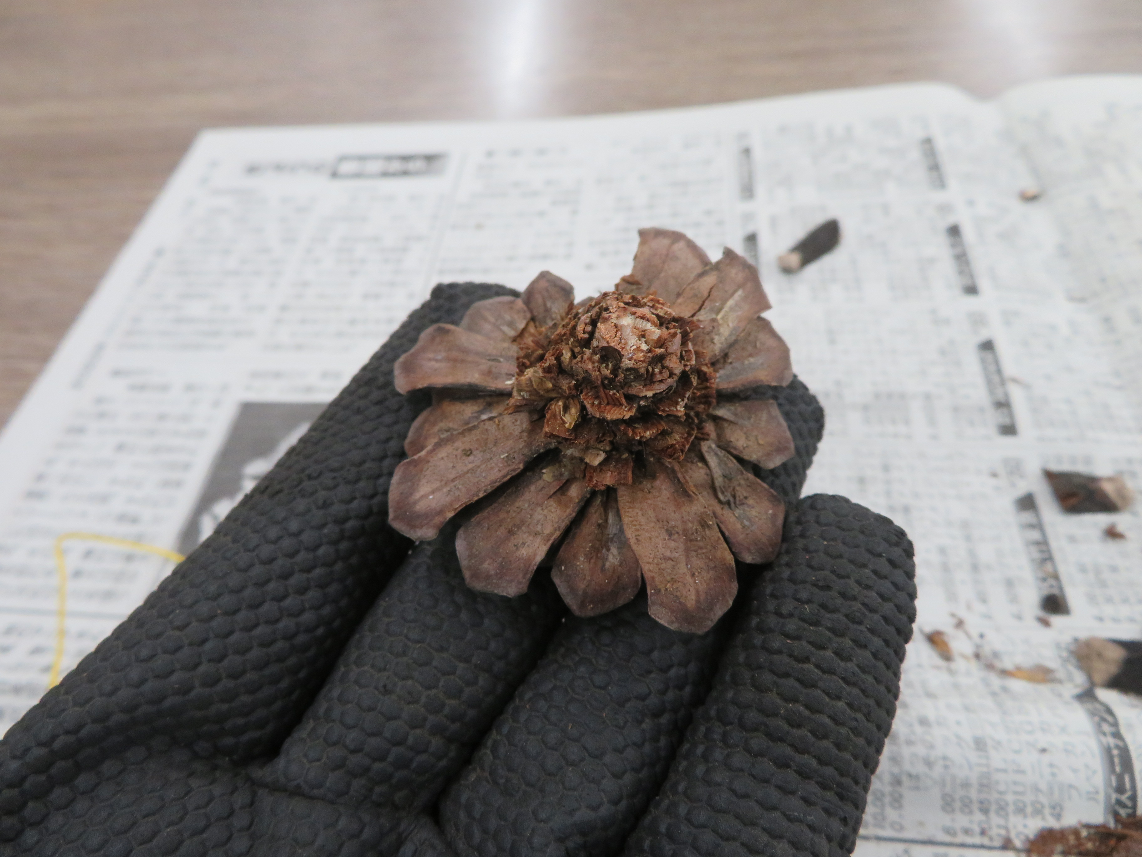 芯を切った松ぼっくりを上から見た様子