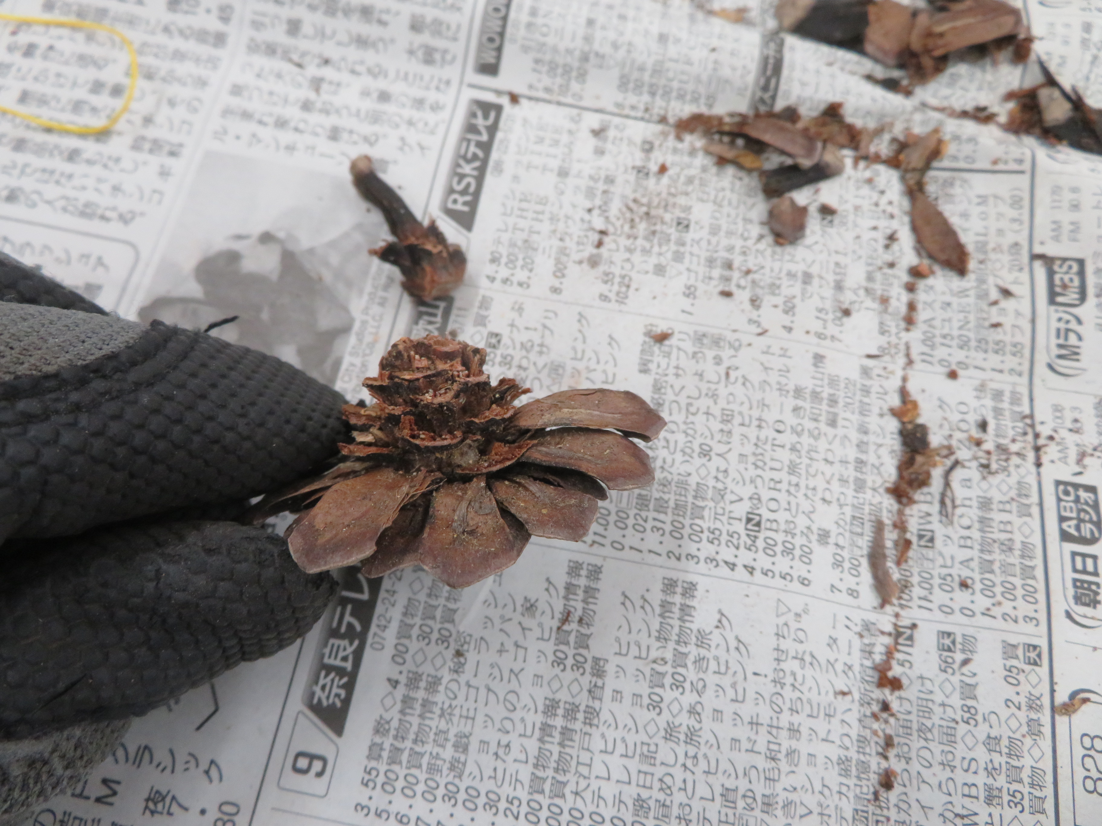芯を切った松ぼっくりを横から見た様子