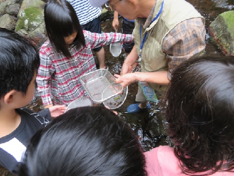 川の生物観察