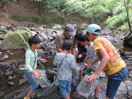 川の生物観察