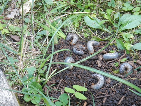 飼育されたカブトムシの幼虫