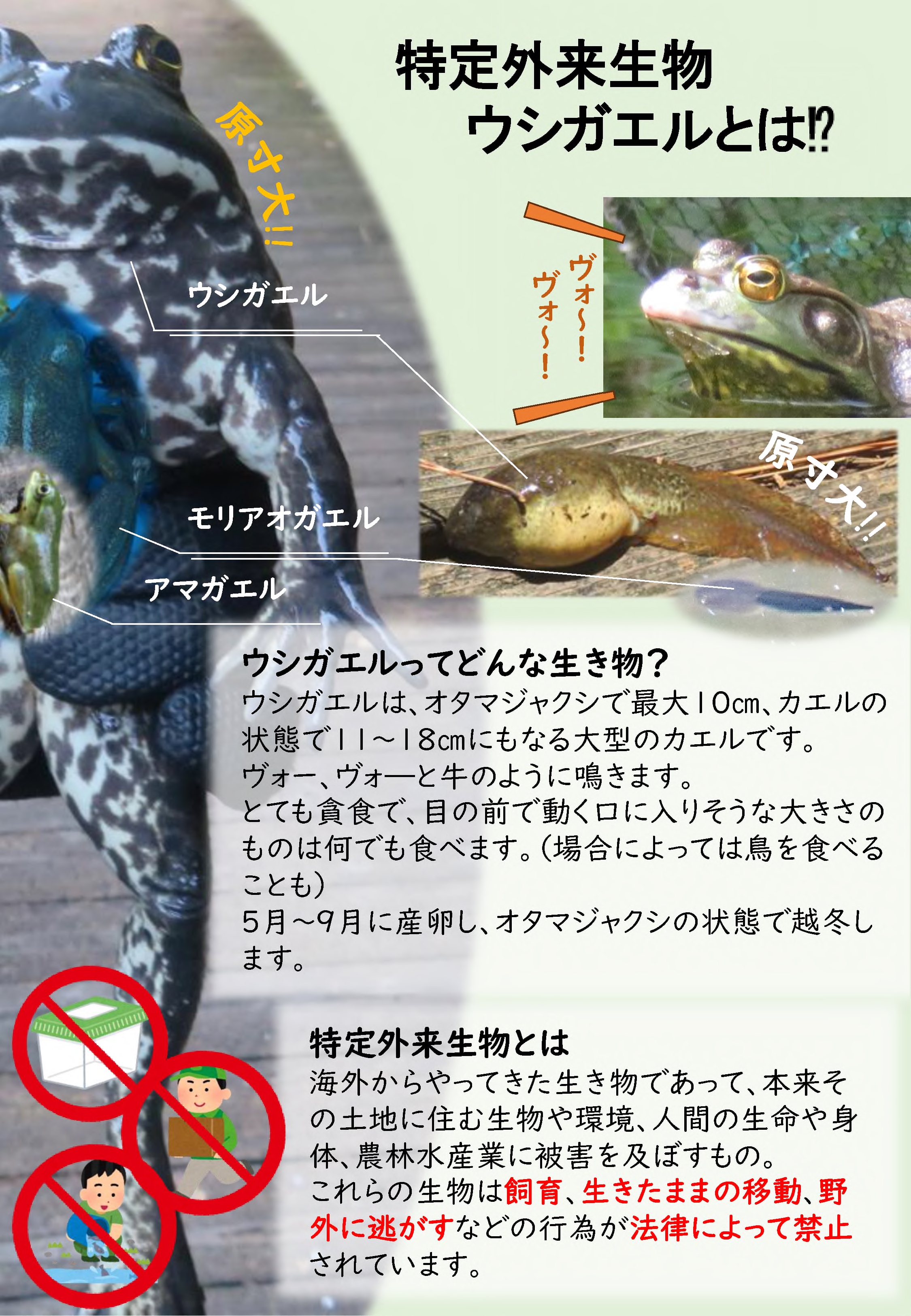 ウシガエル捕獲大作戦チラシ_1