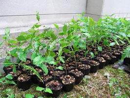 ポットに植え替えました