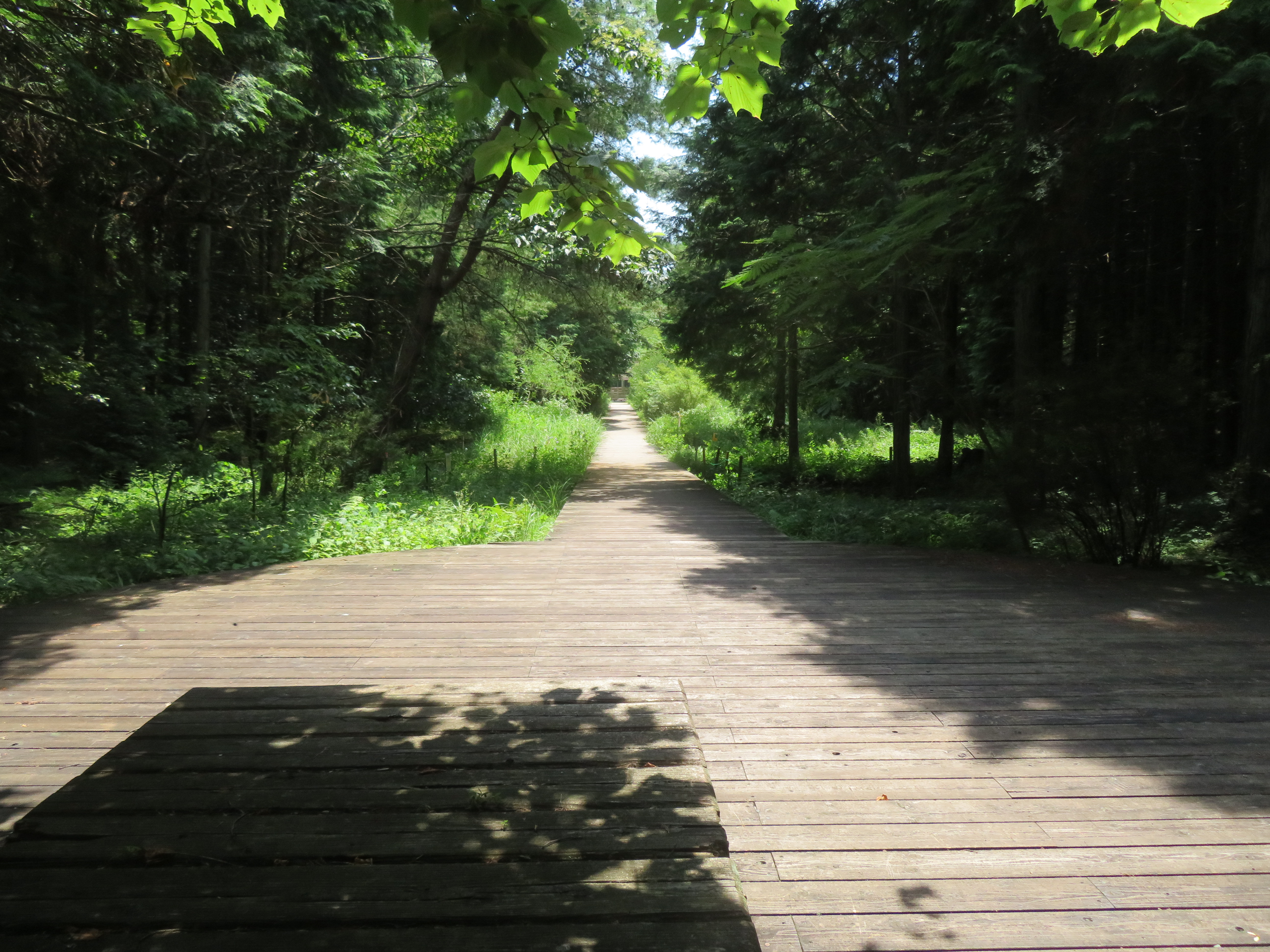 花の谷の木道の様子