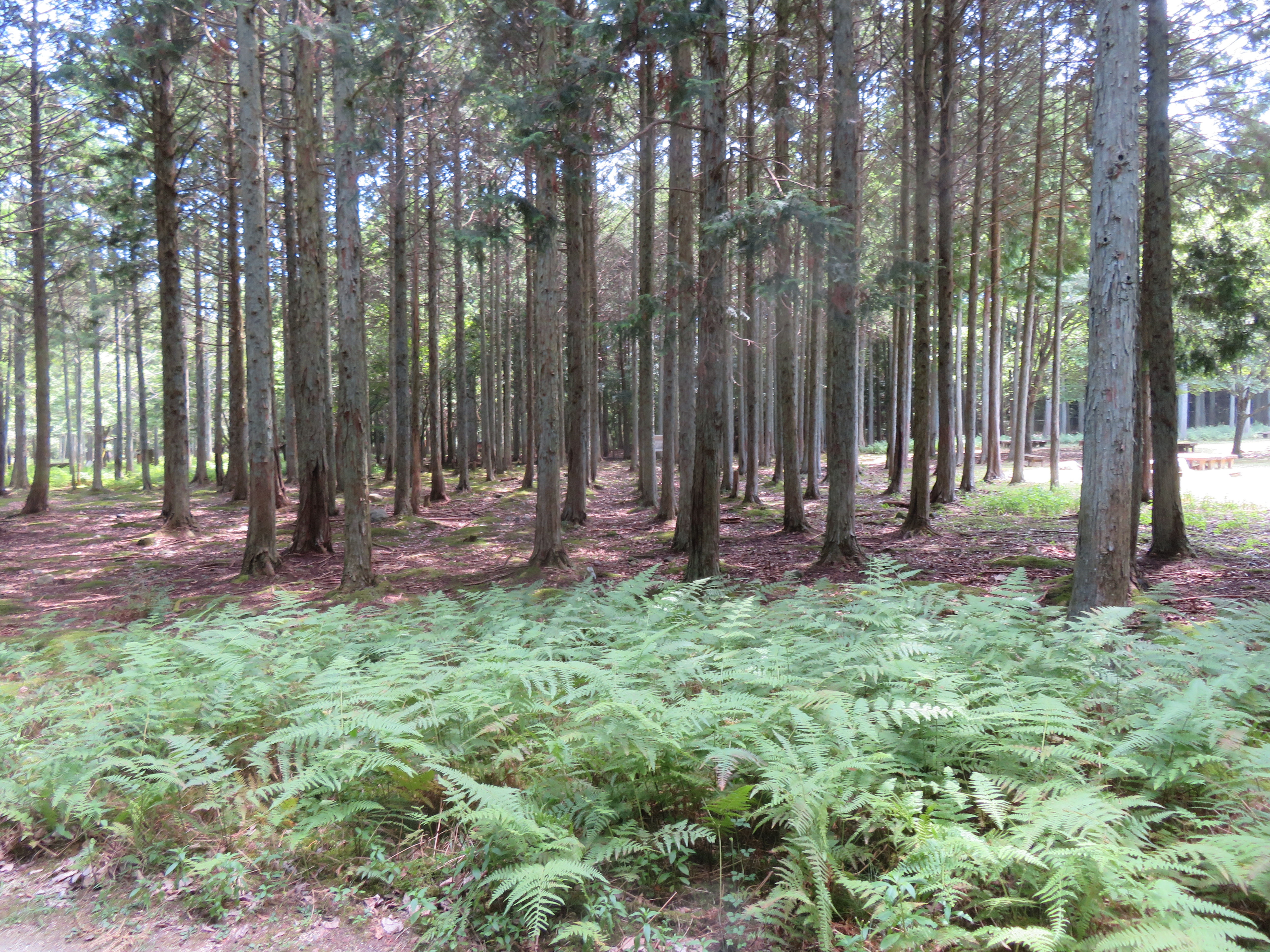 針葉樹林の様子