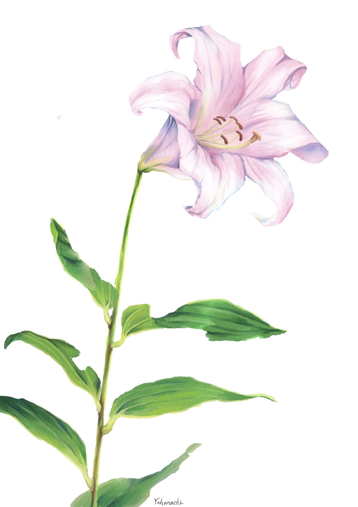 ササユリのイラスト