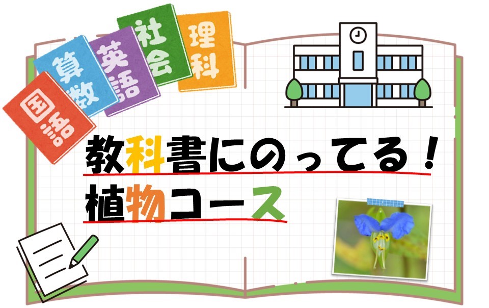 教科書にのってる!植物コースのタイトル画像