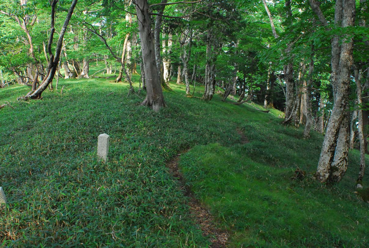 鳴川山ウラジロモミ･コメツガ植物群落保護林全景