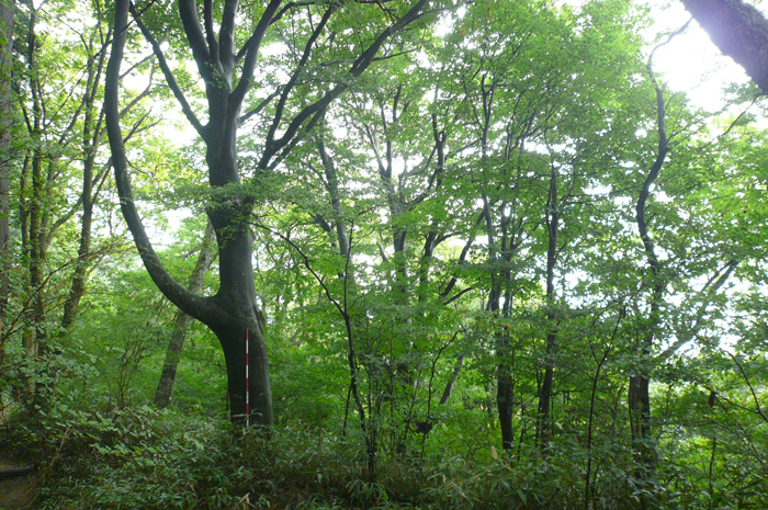 金剛山ブナ林