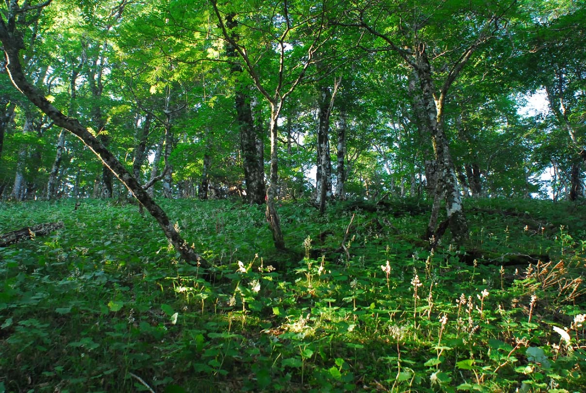 鳴川山ウラジロモミ･コメツガ植物群落保護林林況