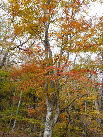 池郷生物群集保護林の紅葉