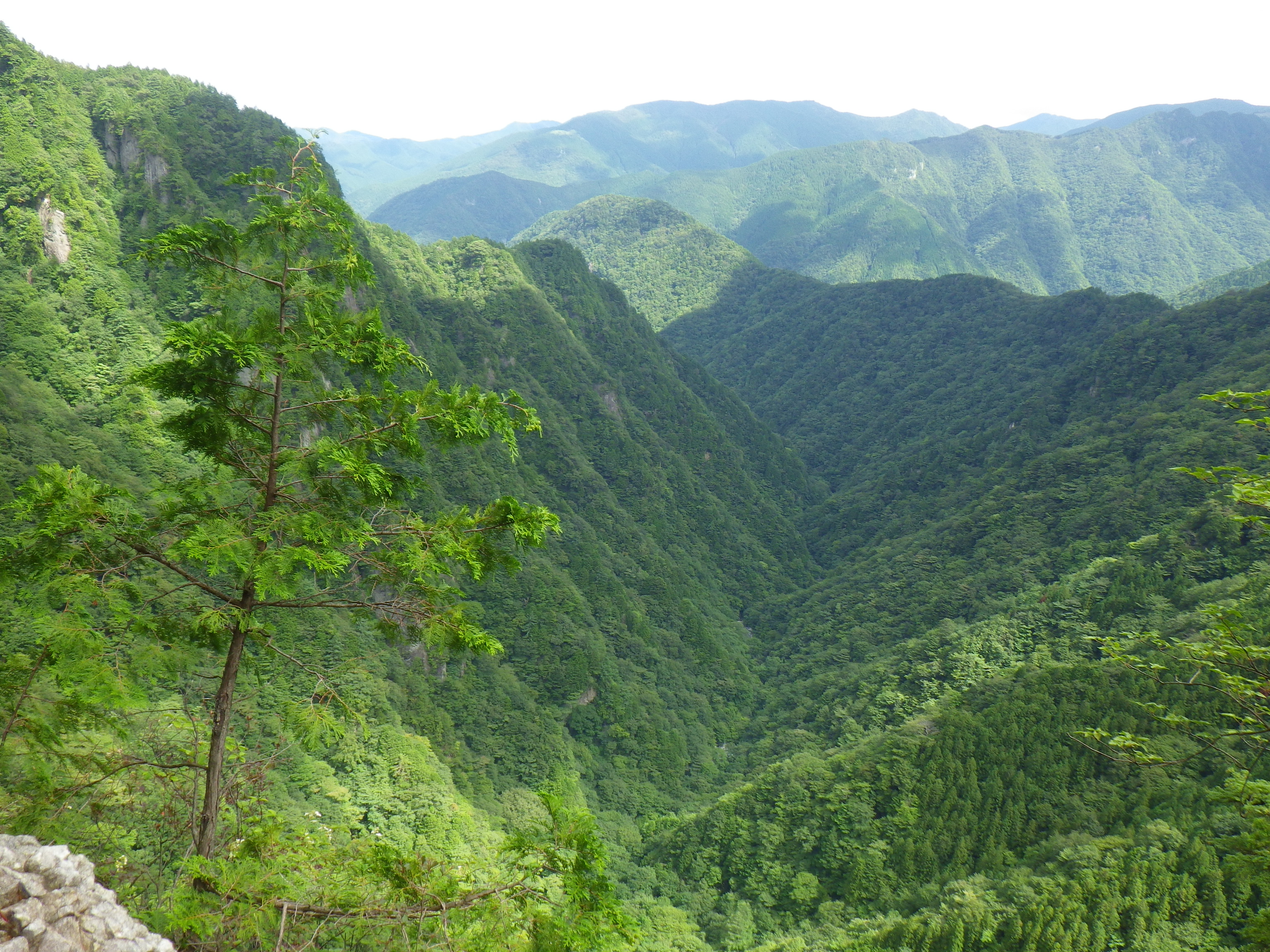 地峯国有林保護林全景