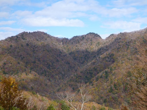 池郷生物群集保護林遠景