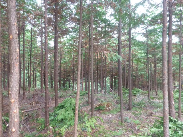 枝打ち後の林