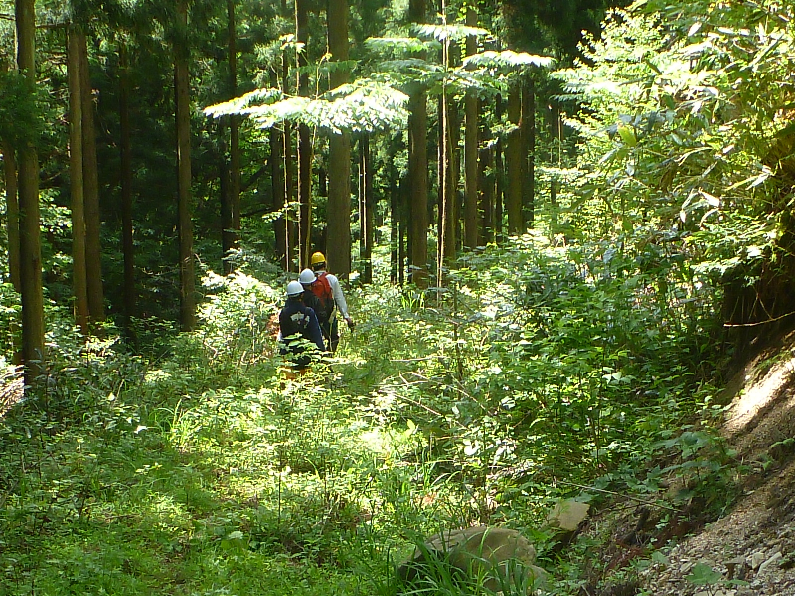 林内散策（加茂中）