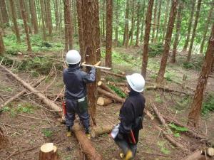 毎木調査で木の幅を計っています。