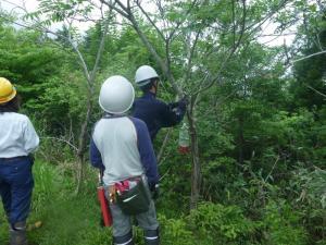 蜂の誘引捕殺器の設置をしています